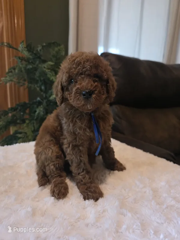Bentley  – Miniature Goldendoodle puppy for sale in Bristol, TN