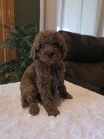 Bentley , a male Miniature Goldendoodle for sale in Bristol, TN – 1 of 10