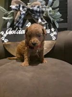 Red collar , a male Miniature Goldendoodle for sale in Bristol, TN – 10 of 10