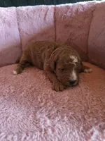 Minnie 🐾 Mini , a female Miniature Goldendoodle for sale in Bristol, TN – 7 of 10