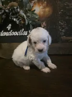 Blue collar micro mini , a male Miniature Goldendoodle for sale in Bristol, TN – 7 of 9