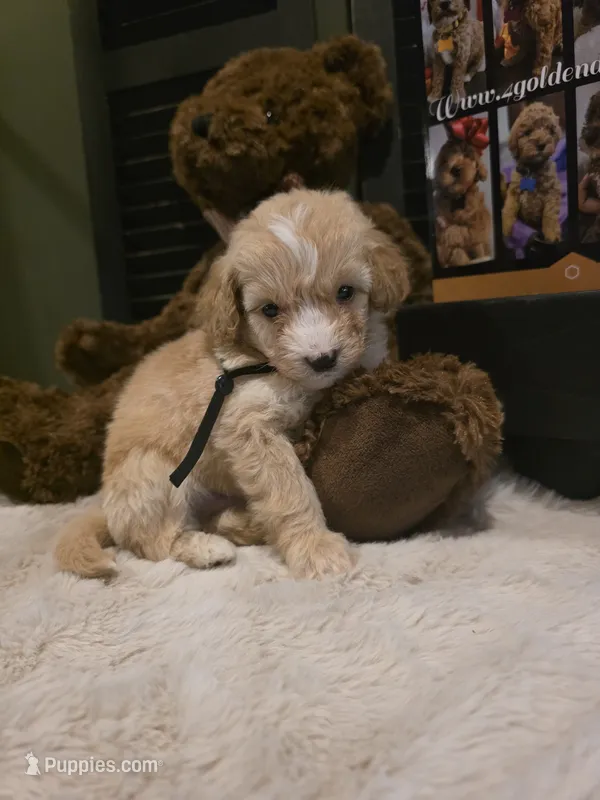 Black collar  – Miniature Goldendoodle puppy for sale in Bristol, TN