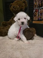 Pink girl , a female Miniature Goldendoodle for sale in Bristol, TN – 5 of 9