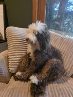 Nash , a male Miniature Bernedoodle for sale in Bristol, TN – 9 of 9