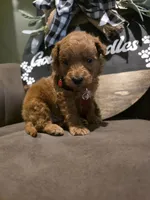 Red collar , a male Miniature Goldendoodle for sale in Bristol, TN – 2 of 10