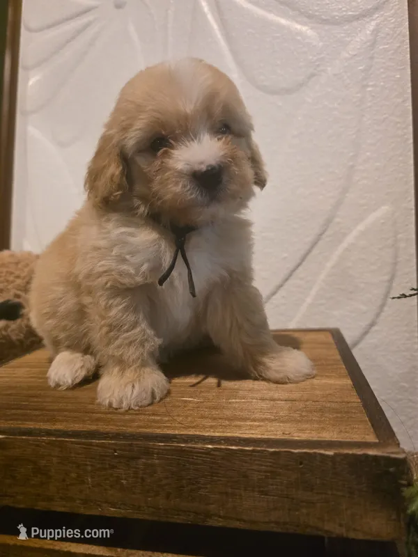 Black collar Micro Mini  – Miniature Goldendoodle puppy for sale in Bristol, TN