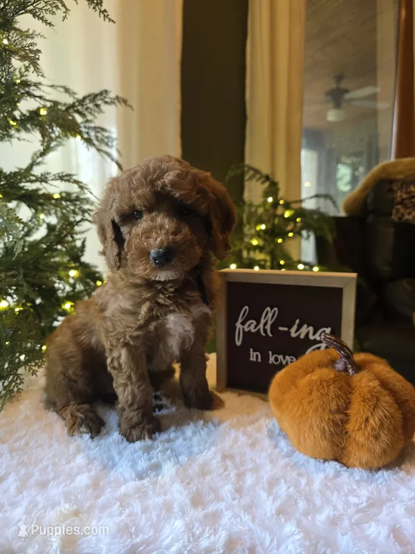 Buddy  – Miniature Goldendoodle puppy for sale in Bristol, TN