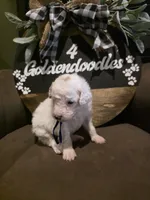 Blue collar , a male Miniature Goldendoodle for sale in Bristol, TN – 5 of 10