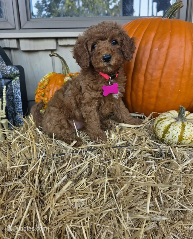 Sadie  – Miniature Goldendoodle puppy for sale in Bristol, TN