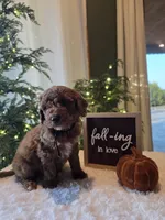 Buddy , a male Miniature Goldendoodle for sale in Bristol, TN – 6 of 10