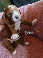 Belle 🐾 Mini , a female Miniature Goldendoodle for sale in Bristol, TN – 1 of 10