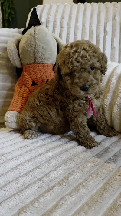 Gracie , a female Miniature Goldendoodle for sale in Bristol, TN – 10 of 10