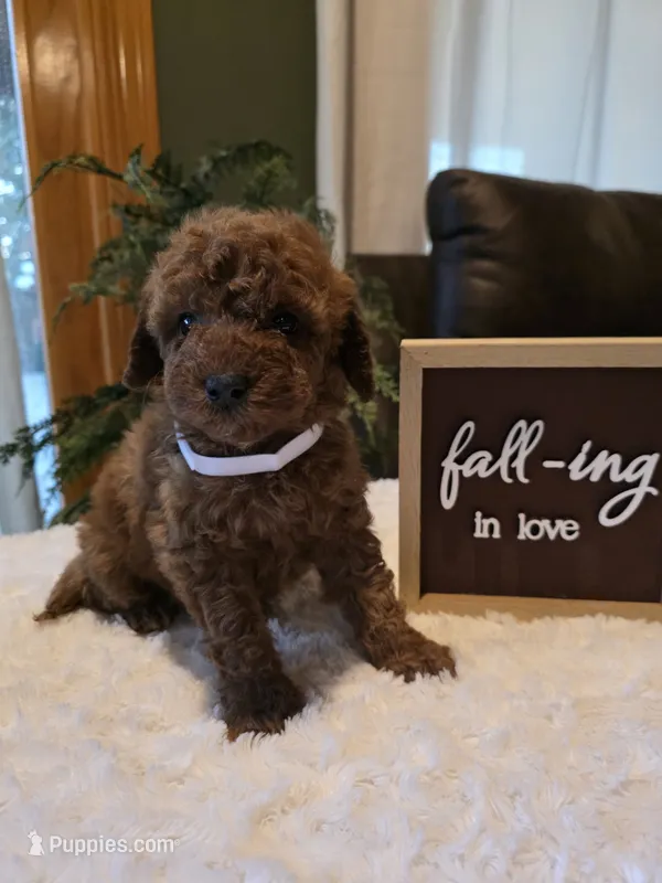 Joey  – Miniature Goldendoodle puppy for sale in Bristol, TN