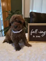Joey , a male Miniature Goldendoodle for sale in Bristol, TN – 1 of 10