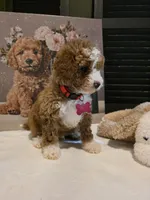 Romeo ✨️ Micro Mini, a female Miniature Goldendoodle for sale in Bristol, TN – Photo 4 of 10