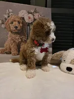 Romeo ✨️ Micro Mini, a female Miniature Goldendoodle for sale in Bristol, TN – Photo 6 of 10