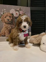 Romeo ✨️ Micro Mini, a female Miniature Goldendoodle for sale in Bristol, TN – Photo 5 of 10