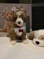 Romeo ✨️ Micro Mini, a female Miniature Goldendoodle for sale in Bristol, TN – Photo 9 of 10