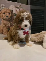 Romeo ✨️ Micro Mini, a female Miniature Goldendoodle for sale in Bristol, TN – Photo 7 of 10