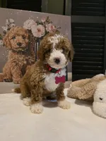 Romeo ✨️ Micro Mini, a female Miniature Goldendoodle for sale in Bristol, TN – Photo 3 of 10