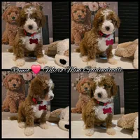Romeo ✨️ Micro Mini, a female Miniature Goldendoodle for sale in Bristol, TN – Photo 10 of 10