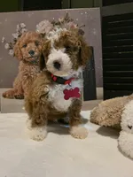 Romeo ✨️ Micro Mini, a female Miniature Goldendoodle for sale in Bristol, TN – Photo 8 of 10