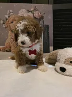 Romeo ✨️ Micro Mini, a female Miniature Goldendoodle for sale in Bristol, TN – Photo 2 of 10