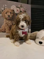 Romeo ✨️ Micro Mini, a female Miniature Goldendoodle for sale in Bristol, TN – Photo 1 of 10