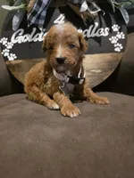 White collar , a male Miniature Goldendoodle for sale in Bristol, TN – 5 of 10