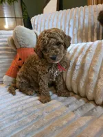 Cooper , a female Miniature Goldendoodle for sale in Bristol, TN – 4 of 10