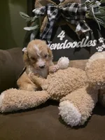 Black collar , a male Miniature Goldendoodle for sale in Bristol, TN – 9 of 10