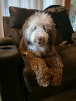 Nash , a male Miniature Bernedoodle for sale in Bristol, TN – 2 of 9