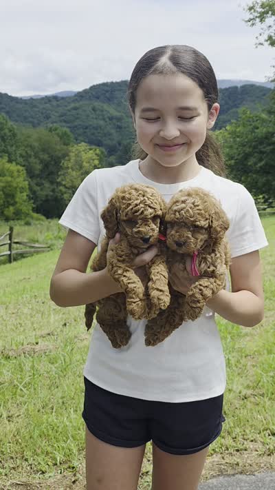 Cooper , a female Miniature Goldendoodle for sale in Bristol, TN – 10 of 10