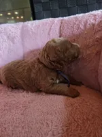 Minnie 🐾 Mini , a female Miniature Goldendoodle for sale in Bristol, TN – 4 of 10