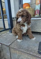 Tux , a male Poodle - Miniature  for sale in Bristol, TN – 6 of 7