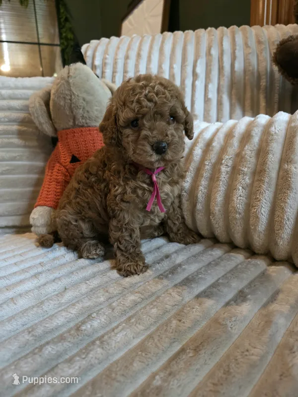 Gracie  – Miniature Goldendoodle puppy for sale in Bristol, TN