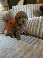 Gracie , a female Miniature Goldendoodle for sale in Bristol, TN – 1 of 10