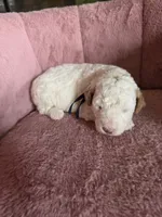 Mickey 🐾Mini , a male Miniature Goldendoodle for sale in Bristol, TN – 5 of 10