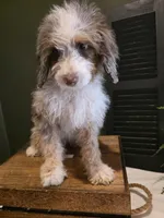 Ava, a female Poodle - Miniature  and Miniature Aussiedoodle for sale in Bristol, TN – Photo 3 of 9
