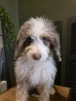 Ava, a female Poodle - Miniature  and Miniature Aussiedoodle for sale in Bristol, TN – Photo 1 of 9
