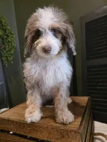 Ava, a female Poodle - Miniature  and Miniature Aussiedoodle for sale in Bristol, TN – Photo 5 of 9