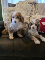 Ava, a female Poodle - Miniature  and Miniature Aussiedoodle for sale in Bristol, TN – Photo 2 of 9