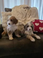 Ava, a female Poodle - Miniature  and Miniature Aussiedoodle for sale in Bristol, TN – Photo 8 of 9