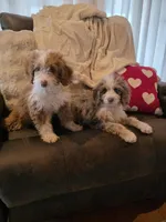 Ava, a female Poodle - Miniature  and Miniature Aussiedoodle for sale in Bristol, TN – Photo 9 of 9