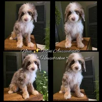 Ava, a female Poodle - Miniature  and Miniature Aussiedoodle for sale in Bristol, TN – Photo 7 of 9