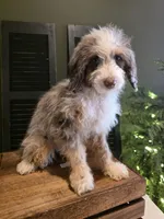 Ava, a female Poodle - Miniature  and Miniature Aussiedoodle for sale in Bristol, TN – Photo 6 of 9