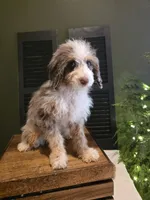 Ava, a female Poodle - Miniature  and Miniature Aussiedoodle for sale in Bristol, TN – Photo 4 of 9