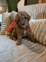 Cooper , a female Miniature Goldendoodle for sale in Bristol, TN – 6 of 10