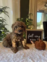 Benny , a male Miniature Goldendoodle for sale in Bristol, TN – 3 of 10