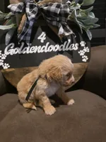 Black collar , a male Miniature Goldendoodle for sale in Bristol, TN – 4 of 10